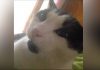 Adorable Cat Actually Says “I Love You” To His Human