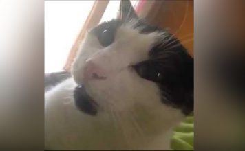 Adorable Cat Actually Says “I Love You” To His Human