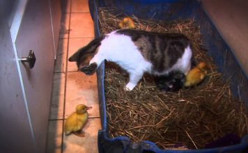 Ducklings With Their Mother Cat