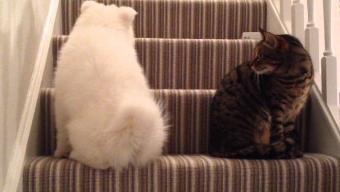 Featured-Dog-Wants-To-Friend-Cat-FB