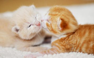 Here’s Why You Need a Second Cat