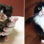 Featured-Rescue-Cats-Before-After-FB