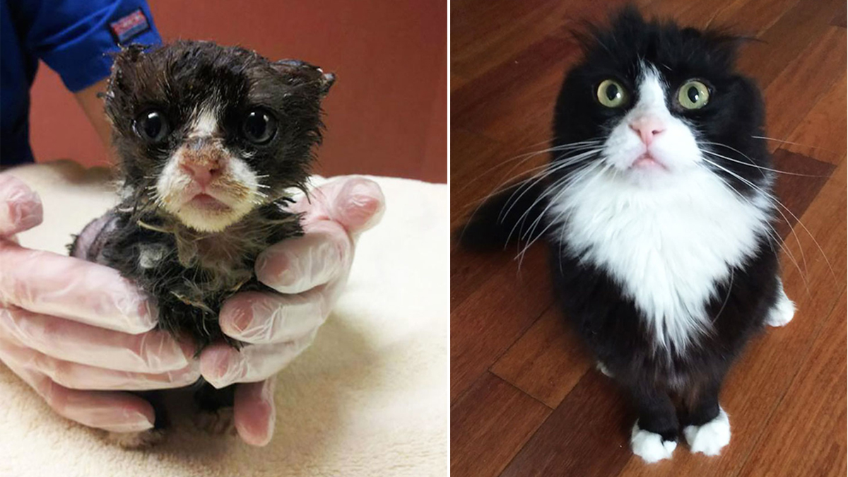 16 Totally Heartwarming Before-and-After Photos of Rescued Cats | Catlov
