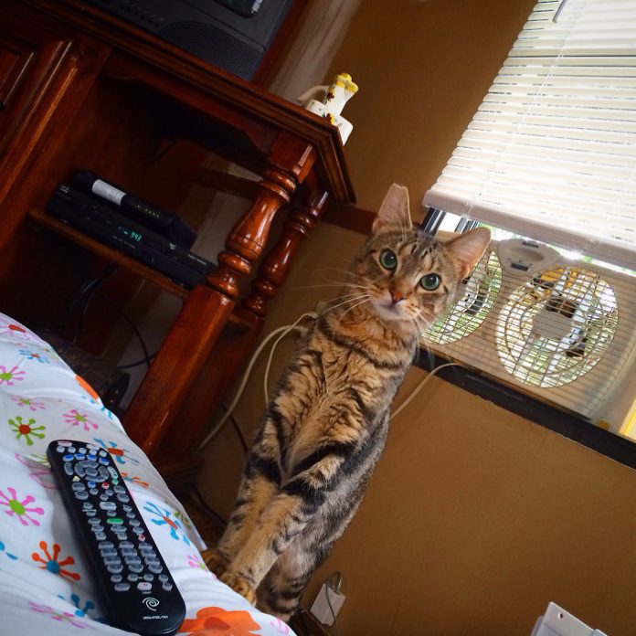 noncatowners28 Catlov