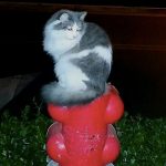 Disneyland-feral-cats-10