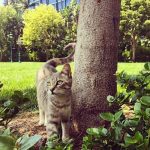 Disneyland-feral-cats-11