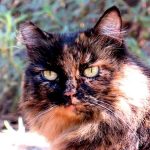 Disneyland-feral-cats-13