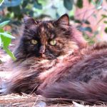 Disneyland-feral-cats-16