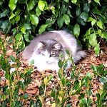 Disneyland-feral-cats-9