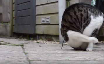 Cat Learns How To Do Somersaults and Won’t Stop Doing Them