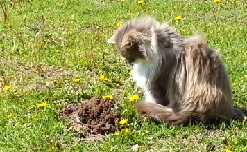 Cat Meets A Mole And Does The Most Unexpected Thing