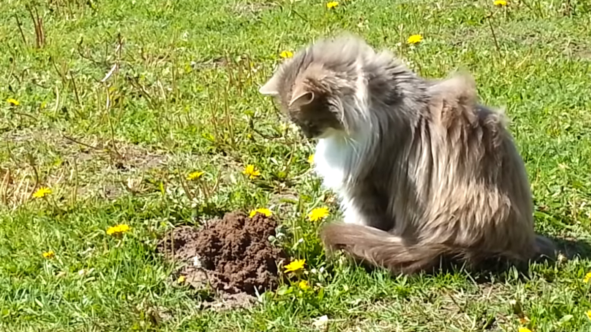 Cat Meets A Mole And Does The Most Unexpected Thing Catlov