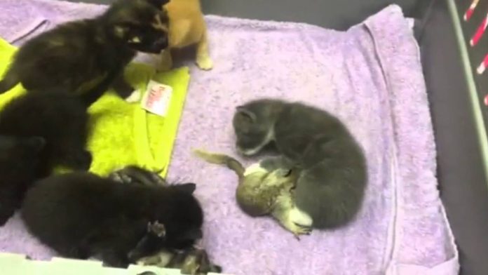 Featured-Cat-Nurses-Squirrel-FB