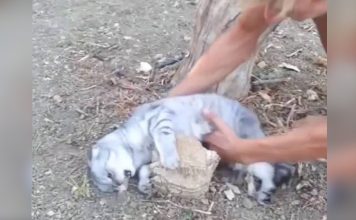 Cat Absolutely Refuses To Go Home, Watch What Happens When Her Human Tries To Pick Her Up!