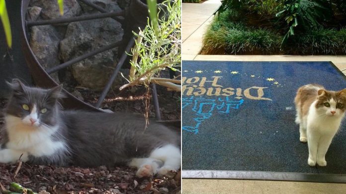 Featured-Disneyland-feral-cats-FB