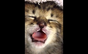 Adorable Kitten Drinking Milk In His Dreams
