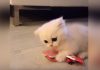 Kitten Simply Will Not Let Go of His New Toy