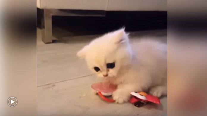 Featured-Kitten-New-Toy-FB