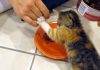 Kitten Absolutely Refuses To Let Her Human Anywhere Near Her Food