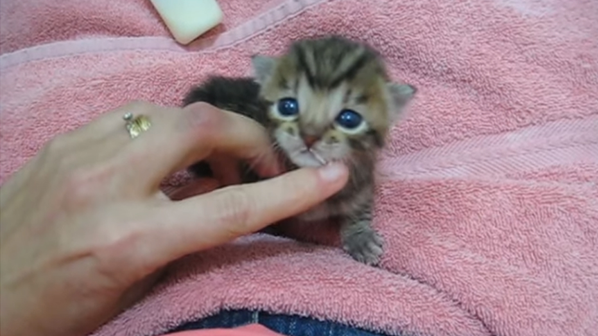 Little Ziggy’s First Meows Sound Like a Duck! | Catlov