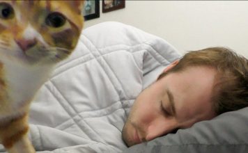 Why Do Cats Like To Sleep With Us?