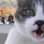 funny-cat-photobombs-13