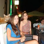 funny-cat-photobombs-8