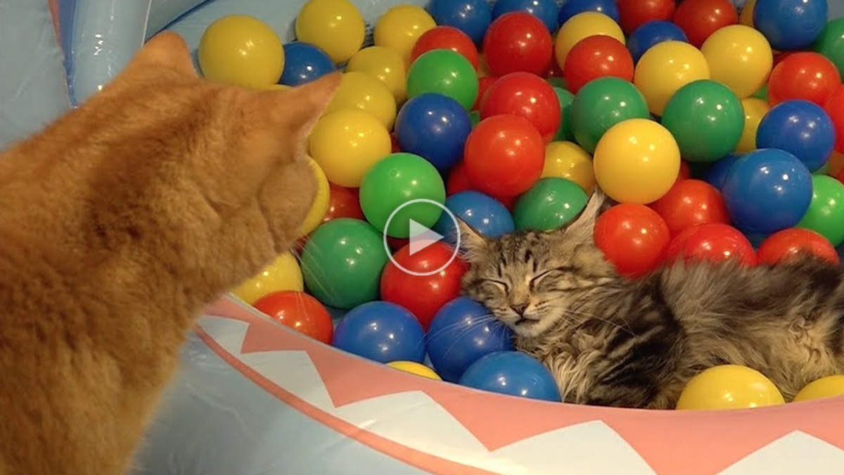 10 Cats Playing in a Pool of Colorful Balls Catlov