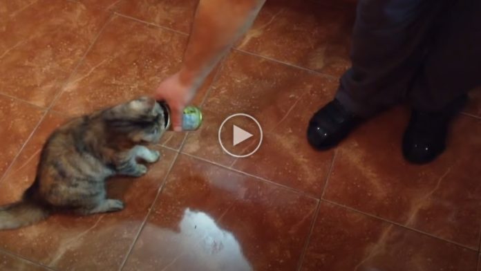 Featured-Cat-Smells-Olives-FB