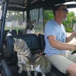 Featured-Cats-Hop-Golf-Cart-FB