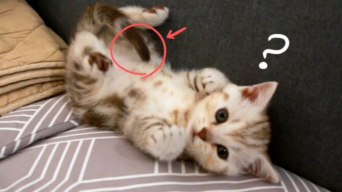Featured-Kitten-Sees-Tail-FB