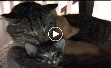 Old Feral Cat Meets Kittens and The Results Will Melt Your Heart