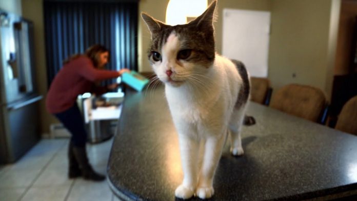Featured-Special-Needs-Cat-FB