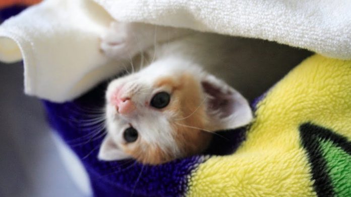Featured-Tiny-Kitten-Purring-FB