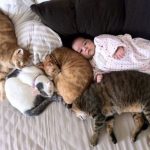 babies-with-cats-35