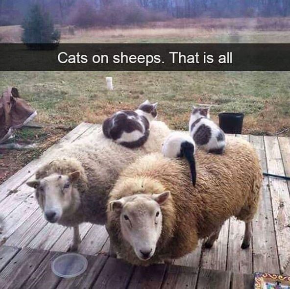 Sheep Bed