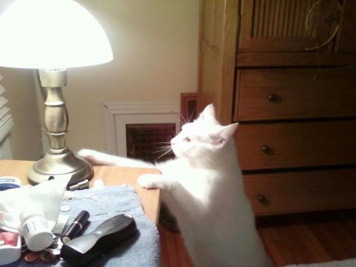 15+ Hilarious Photos Proving Cats That Are Complete Jerks Catlov