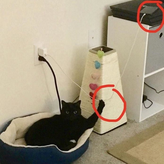 15+ Hilarious Photos Proving Cats That Are Complete Jerks Catlov