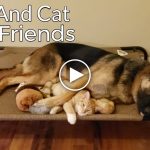 Featured-Best-Friends-Dog-Kitten-FB