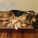 Featured-Dog-Cat-Best-Friends-FB