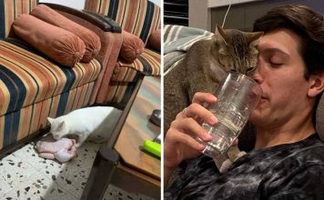 21+ Cats Who Are Completely Shameless About Bad Things They Did