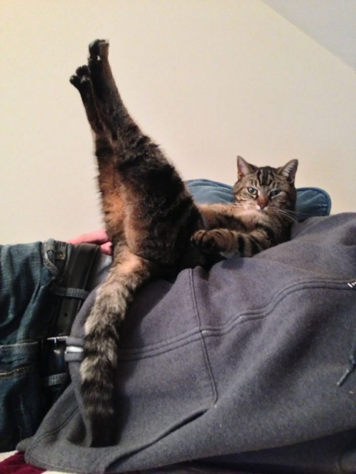 15+ Cats That Are Simply Acting Really Weird… Catlov