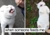 15+ Hilarious Cat Memes That Are Totally Worth Looking At