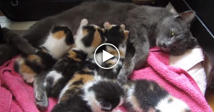 Featured-8-Kittens-Unique-Pattern-FB