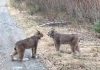 Two Canadian Lynx Have An Intense Conversation