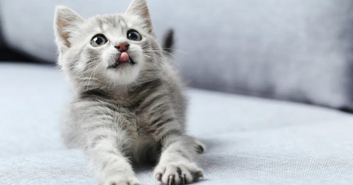 Featured-Popular-Cat-Names-FB