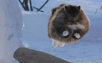 25+ Photos Of Finnish Cats Living Their Best Winter Life