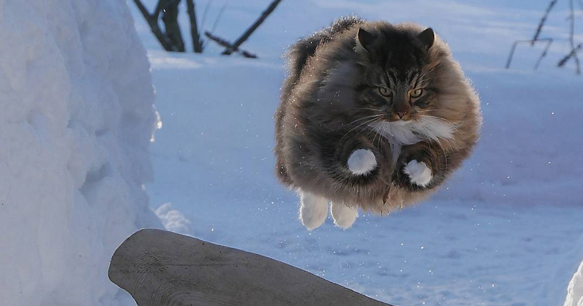 25+ Photos Of Finnish Cats Living Their Best Winter Life Catlov