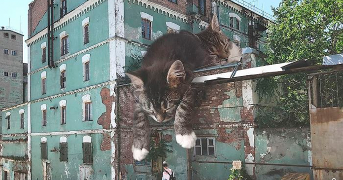 Featured-russian-artist-photoshops-giant-cats-odnoboko-fb