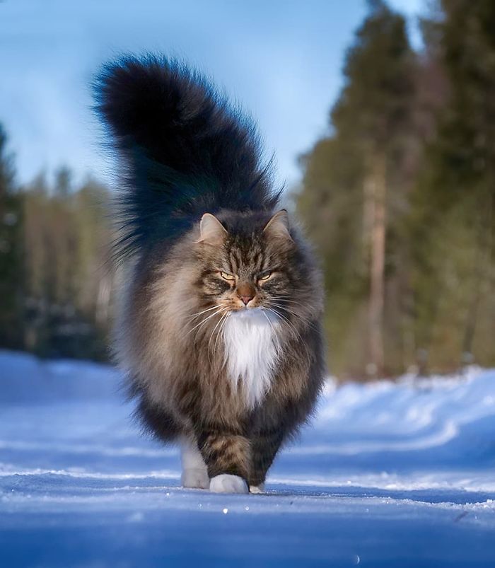 norwegian-forest-cats-sampy-hiskias-10.jpg